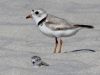 piping-plovers