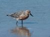 red-knot