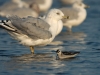 red-necked-phalarope-gull