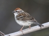 chipping-sparrow3