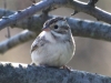clay-colored-sparrow
