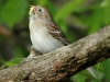 field-sparrow