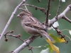 house-sparrow-female