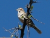 lark-sparrow