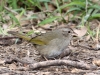 olive-sparrow