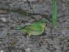 painted-bunting-female