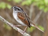 swamp-sparrow