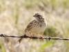 vesper-sparrow
