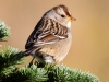 white-crowned-sparrow2
