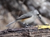 black-crested-titmouse2