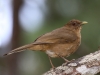 clay-colored-thrush