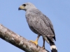 gray-hawk