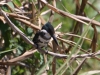 green-kingfisher