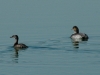 least-and-eared-grebes