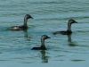 least-grebes