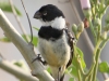 white-collared-seedeater2