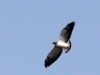 white-tailed-hawk-soaring