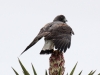 white-tailed-hawk