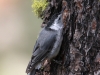 white-breasted-nuthatch