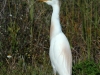 cattle-egret