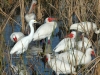 egret-and-ibises