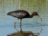 glossy-ibis