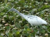 little-blue-heron-immature