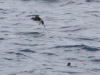 Cassin's Auklets3