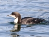 Pacific Loon2