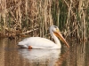 american-white-pelican