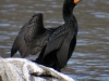 double-crested-cormorant