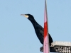great-cormorant