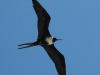 magnificent-frigatebird