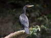 neotropic-cormorant
