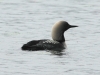 pacific-loon