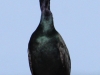 pelagic-cormorant