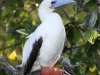 red-footed-booby