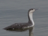 red-throated-loon