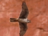 013-prairie-falcon-flight