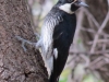 Acorn Woodpecker2