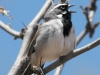 black-throated-sparrow3