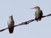 calliope-hummingbirds