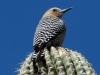 gila-woodpecker