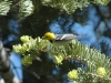hermit-warbler