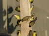 lesser-goldfinches