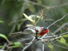 red-faced-warbler