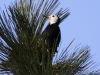 white-headed-woodpecker