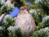 golden-crowned-sparrow2