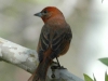 hepatic-tanager