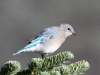 mountain-bluebird3